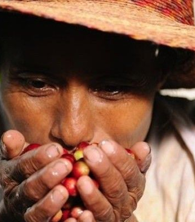 The unique terroir of Indonesian coffee regions